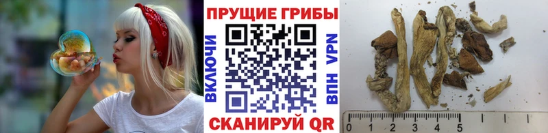 где можно купить наркотик  Краснокаменск  Псилоцибиновые грибы Psilocybe 